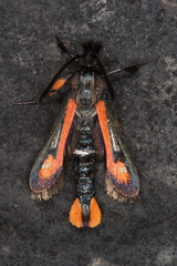 Bembecia alaica