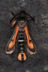Bembecia alaica