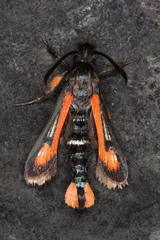 Bembecia alaica