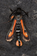 Bembecia alaica