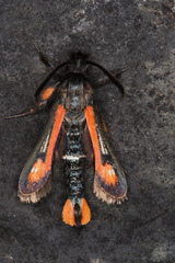 Bembecia alaica
