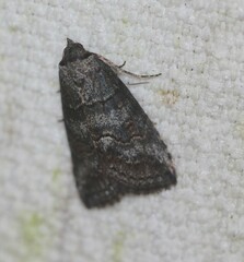 Calathusa hypotherma