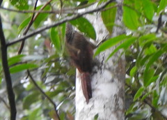 Xiphocolaptes albicollis