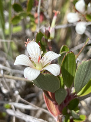 Geranium cuneatum