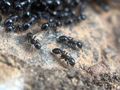 Temnothorax longispinosus