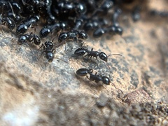 Temnothorax longispinosus