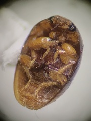 Phalacridae