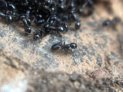 Temnothorax longispinosus