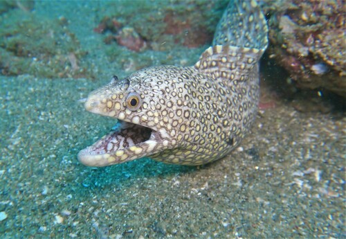Jewel Moray