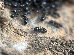 Temnothorax longispinosus