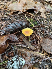 Heimiomyces fulvipes