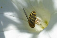 Syrphus ribesii