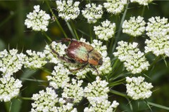 Hoplia