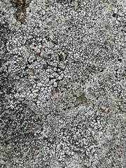 Circinaria caesiocinerea