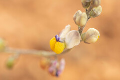 Monnina linearifolia