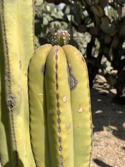 Lophocereus marginatus