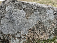 Circinaria caesiocinerea