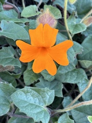 Thunbergia gregorii