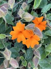 Thunbergia gregorii