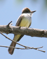 Myiarchus tyrannulus