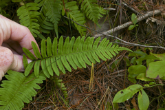 Polypodium appalachianum