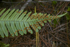 Polypodium appalachianum
