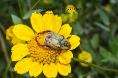 Hoplia