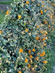 Thunbergia gregorii