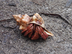 Coenobita brevimanus