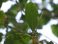 Ocotea pulchella