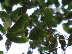 Ocotea pulchella