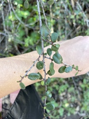 Rhamnus