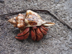 Coenobita brevimanus