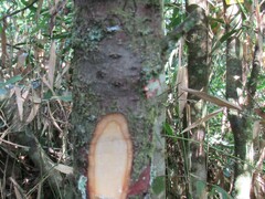 Ocotea pulchella