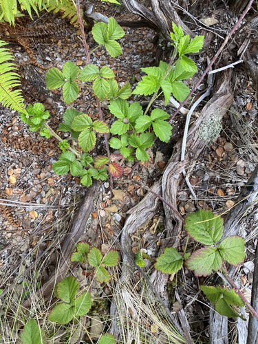 Rubus macraei observed 2022-07-11