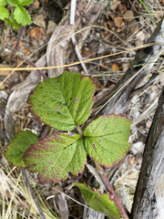 Rubus macraei