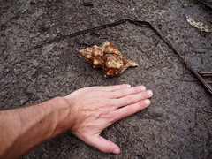 Coenobita brevimanus