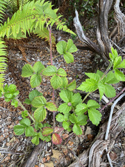 Rubus macraei