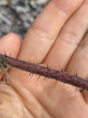 Rubus macraei