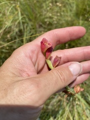 Gladiolus
