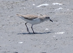 Calidris alba