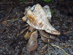Coenobita brevimanus
