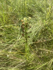 Habenaria epipactidea