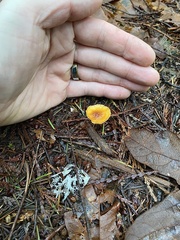 Heimiomyces fulvipes