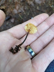 Heimiomyces fulvipes