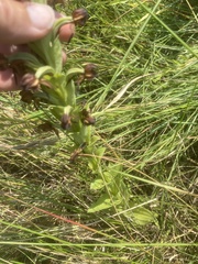 Habenaria epipactidea