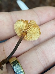 Heimiomyces fulvipes