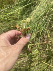 Habenaria epipactidea