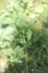 Verbascum phoeniceum