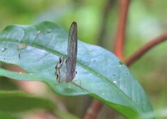 Haetera piera